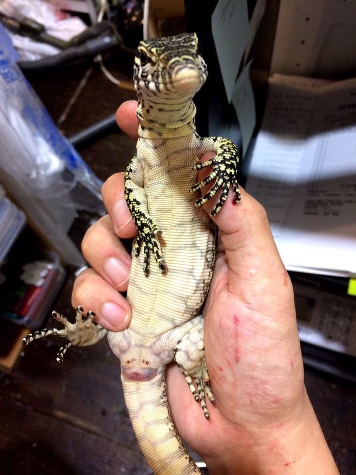 ナイルモニター | トカゲ |Geckozoo-レオパ、爬虫類専門のペットショップ-